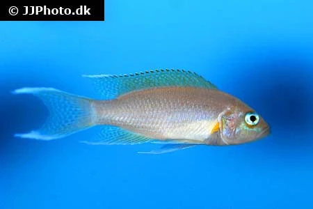 Prinsessen af Burundi (Neolamprologus pulcher)